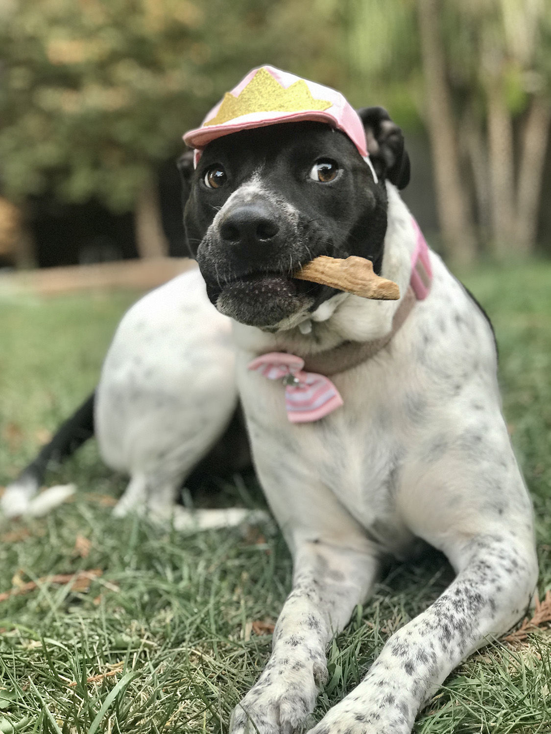 Pic of the Litter: Nora